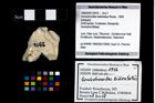 Foto (Objekt + Etikett) von Goniodromites bidentatus (Reuss, 1859)  (NHMW-GEO-1990-0041-2916)